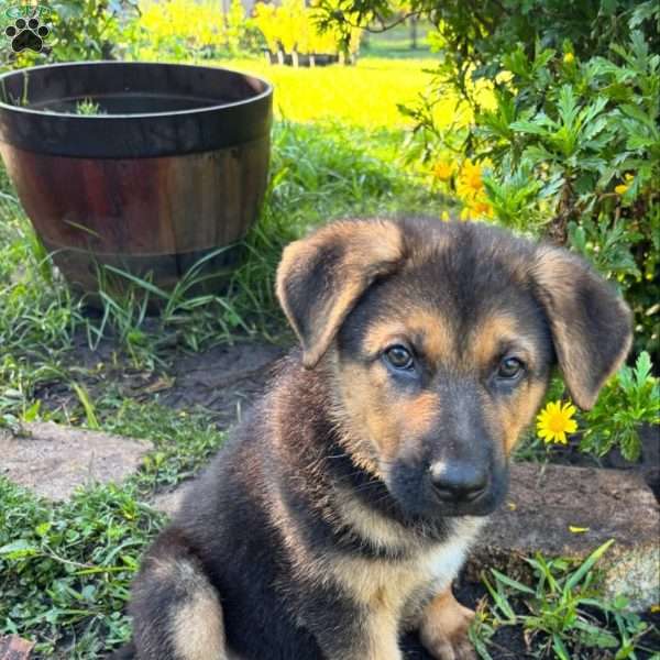 Kate, German Shepherd Puppy